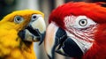 Close-up of parrot face Royalty Free Stock Photo