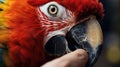 Close-up of parrot face Royalty Free Stock Photo