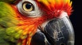 Close-up of parrot face Royalty Free Stock Photo