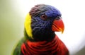Close-up of Parrot in Kuala Lumpur Bird Park, Malaysia. Royalty Free Stock Photo