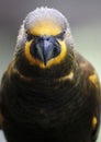 Close-up of Parrot in Kuala Lumpur Bird Park, Malaysia. Royalty Free Stock Photo