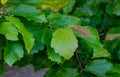 Close-up of Parrotia persica or Persian ironwood tree fresh green leaves in spring Arboretum Park Southern Cultures in Sirius