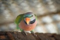 Close-up on parrots green in a cage