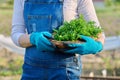 Close-up parsley herb in wicker bowl in hands of woman, vegetable garden background Royalty Free Stock Photo