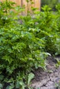 Close up of parsley plant growing in a garden in summer Royalty Free Stock Photo