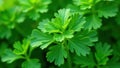 Close up of parsley s delicate, repeating leaf structure , aromatic, backdrop Royalty Free Stock Photo