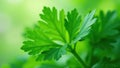 Close up of parsley s delicate, repeating leaf structure , leaf, spring, botanical Royalty Free Stock Photo