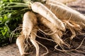 Close-up parsnip with parsley top on wooden board Royalty Free Stock Photo