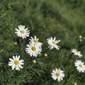 Close-up part of beautiful daisys flowers, chamomile in the wind. Concept of seasons, ecology, green planet, Health Royalty Free Stock Photo