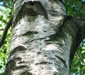 Close-up part of Birch tree trunk in forest. White and black burk of Birch tree