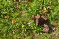 close up of a part of a green field of a park with a disgusting excrement of a pet. The shit on the grass can be a good fertilizer