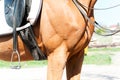 Close-up part of horse body with saddle and stirrups. Side view.