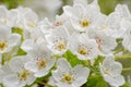 Close up of inflorescence of blooming fruit tree