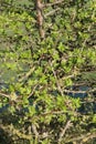 Hawthorn hedge coming into leaf in Springtime