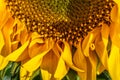 A close up of part of a sunflower in bloom, on a sunny summer\'s day Royalty Free Stock Photo