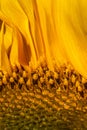 A close up of part of a sunflower, with a shallow depth of field Royalty Free Stock Photo