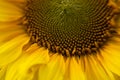 close-up of a part of a sunflower Royalty Free Stock Photo