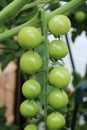 Close up of part of a truss of green tomatoes Royalty Free Stock Photo