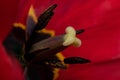Close up of part of tulip flower. Big close up of spring tulip Royalty Free Stock Photo