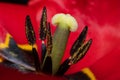 Close up of part of tulip flower. Big close up of spring tulip Royalty Free Stock Photo