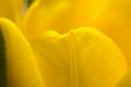 Close up of part of tulip flower Royalty Free Stock Photo