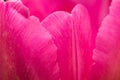 Close up of part of tulip flower Royalty Free Stock Photo