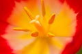 Close up of part of tulip flower Royalty Free Stock Photo