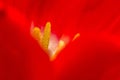 Close up of part of tulip flower Royalty Free Stock Photo