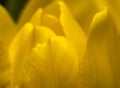 Close up of part of tulip flower Royalty Free Stock Photo