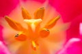 Close up of part of tulip flower Royalty Free Stock Photo