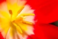 Close up of part of tulip flower Royalty Free Stock Photo