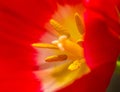 Close up of part of tulip flower Royalty Free Stock Photo