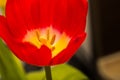 Close up of part of tulip flower Royalty Free Stock Photo