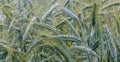 Close - up of the part of young green growing barley field