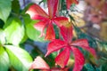 Close up of parthenocissus quinquefolia in autumn Royalty Free Stock Photo