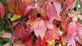 Parthenocissus quinquefolia commonly known as the Boston Ivy