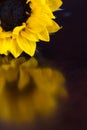 Close up of a Partial sunflower and it`s reflection on a dark table Royalty Free Stock Photo