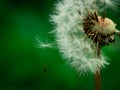 Close up of partially empty seed head of a dandelion wild flower with one seed flying away. Selective focus Royalty Free Stock Photo