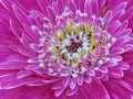 close-up of a partially opened bright pink and white coloured glowing dahlia