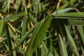 Close-up of a particular variety of bamboo called Fargesia rufa Royalty Free Stock Photo