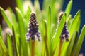 Close up of a partly blooming grape hyacinth