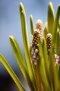 Close up of a partly blooming grape hyacinth