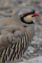 Close up of the partridge standing on the ground and looking aside