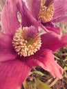 Close up at a Pasque flower, beginning of spring, pollination of flowers, pollen on petals, living nature, still life