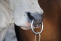 Close up of pass a ring through the nose of cow Royalty Free Stock Photo