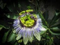 Close up of Passiflora caerulea, the blue passionflower Royalty Free Stock Photo