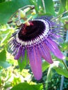 Close up Passiflora Caerulea - Passion Flower Royalty Free Stock Photo