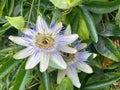 Close up of Passiflora flower and bloom. Maypop passionflower in a garden Royalty Free Stock Photo