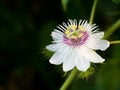 Close up a Passiflora foetida L. flower