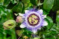 Close up of Passiflora incarnata flower and bloom, commonly known as maypop, purple passionflower, true passionflower, wild aprico